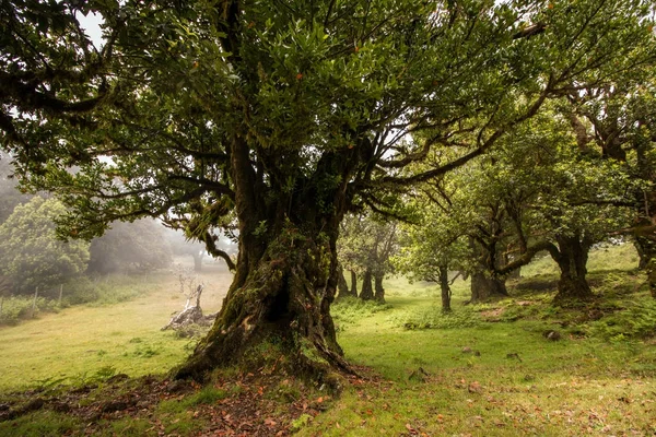 Fanal viejo Laurel árboles ubicación — Foto de Stock