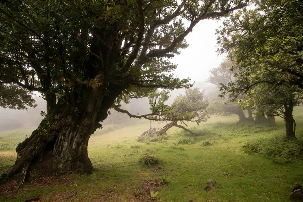 Fanalu umístění staré stromy vavřínu — Stock fotografie