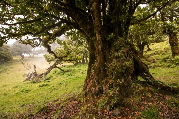 फॅनल जुन्या लॉरेल झाडे स्थान — स्टॉक फोटो, इमेज
