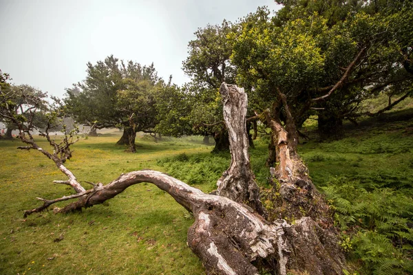 Fanal old Laurel trees location — Stock Photo, Image