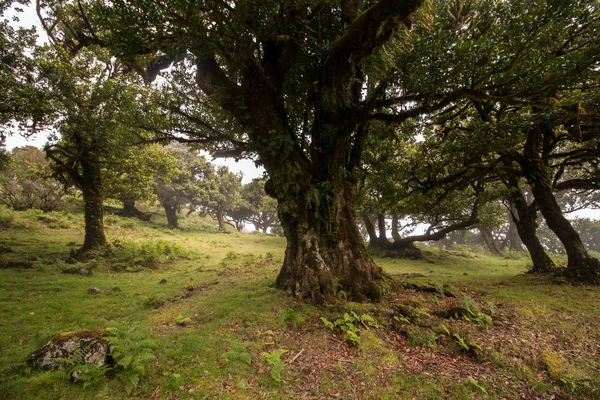 Fanal old Laurel trees location — Stock Photo, Image