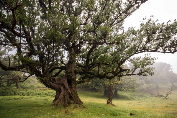 Fanal velho Laurel árvores localização — Fotografia de Stock