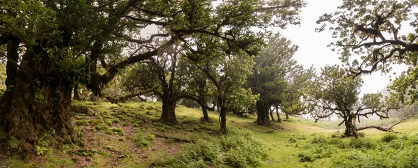 Фанатские старые деревья Лорел — стоковое фото