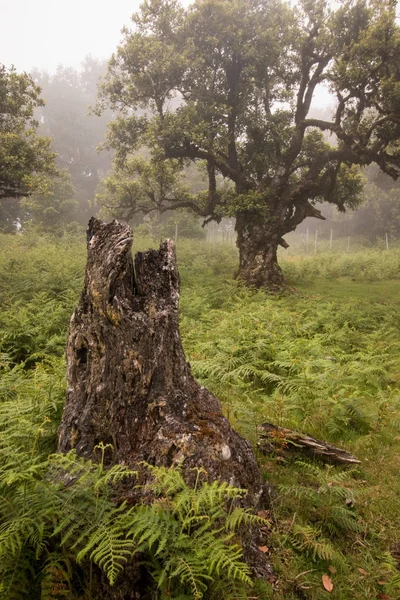 Fanal старого розташування лаврового дерева — стокове фото
