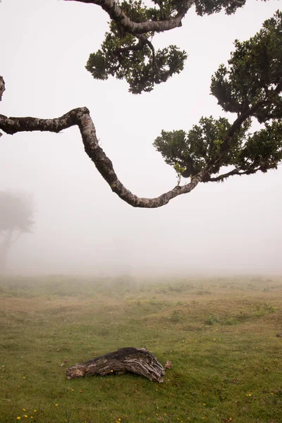 Fanal old Laurel trees location