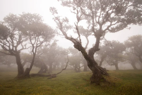Fanal vieux Laurel arbres emplacement — Photo