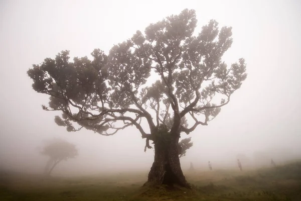 Fanal Stare Laurel drzewa lokalizacji — Zdjęcie stockowe