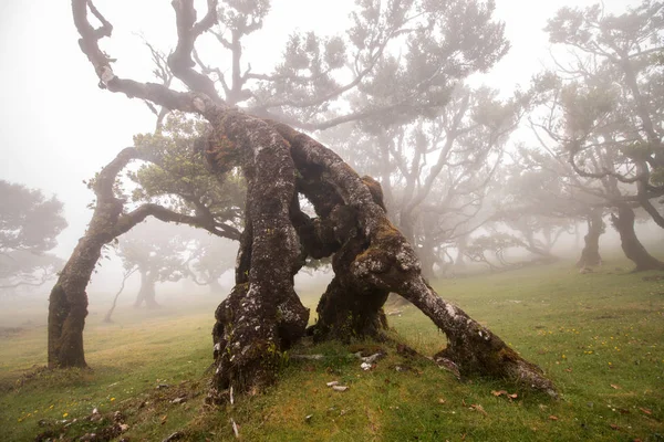 Fanalu umístění staré stromy vavřínu — Stock fotografie
