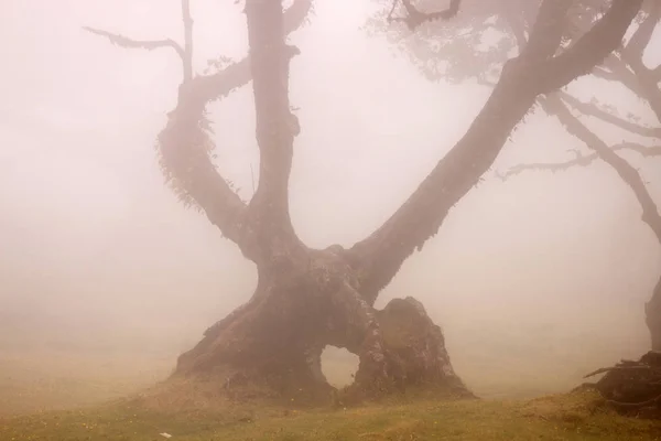 Fanal old Laurel trees location