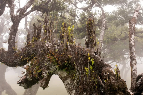 Fanal old Laurel trees location — Stock Photo, Image