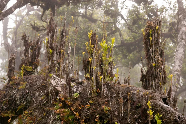 Fanal vecchio Laurel alberi posizione — Foto Stock