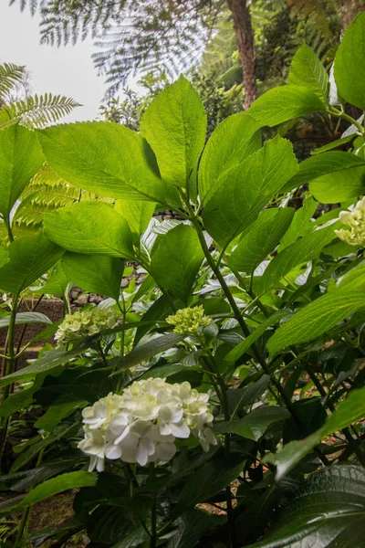 Verde hermosa planta —  Fotos de Stock