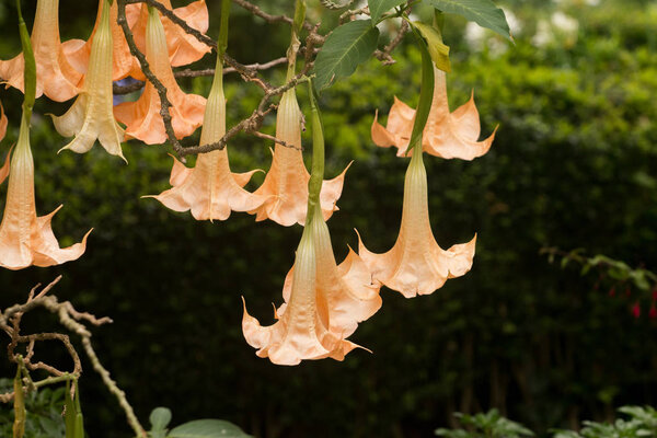 Brugmansia suaveolens
