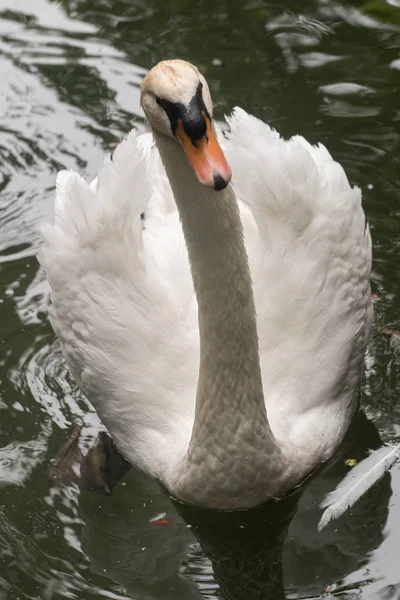 池の白い白鳥 — ストック写真