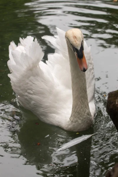 Bílá labuť v jezírku — Stock fotografie