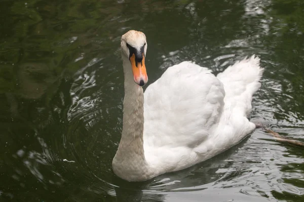 White swan in the pond — Stock Photo, Image