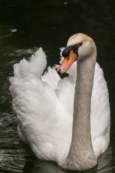 Cigno bianco nello stagno — Foto Stock