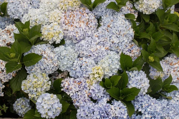 Hortensia (Hydrangea Macrophylla) — Stock Photo, Image