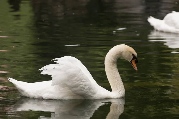 Cisne blanco en el estanque — Foto de Stock