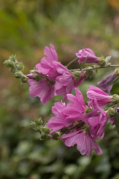 Мальва moschata квітка — стокове фото