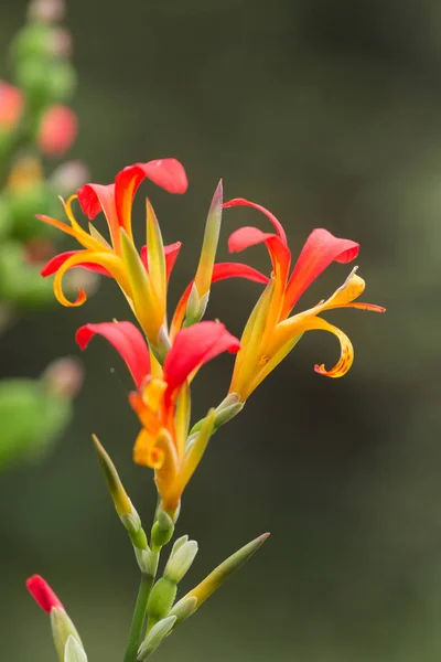 Flor de araruta africana — Fotografia de Stock