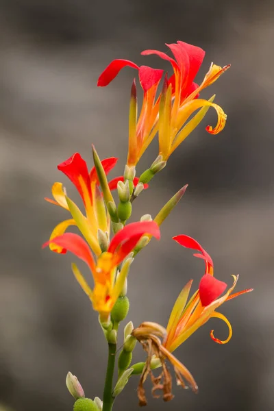 Fleur d'arrow-root africaine — Photo