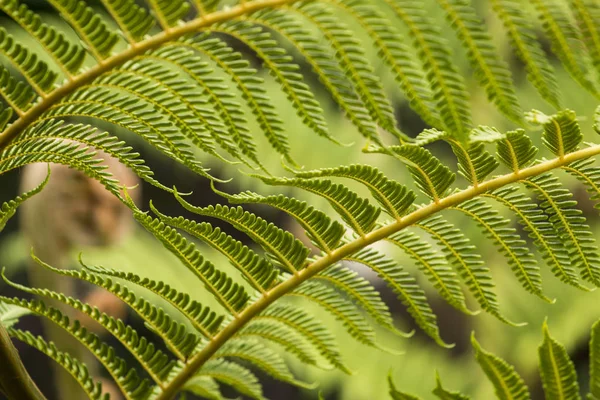 Forest tree fern — Stockfoto