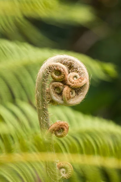 Forest tree fern — Stock Photo, Image