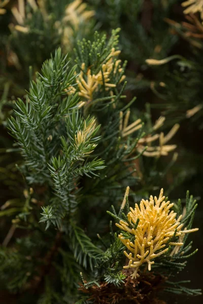 Thuja occidentalis 부시 — 스톡 사진