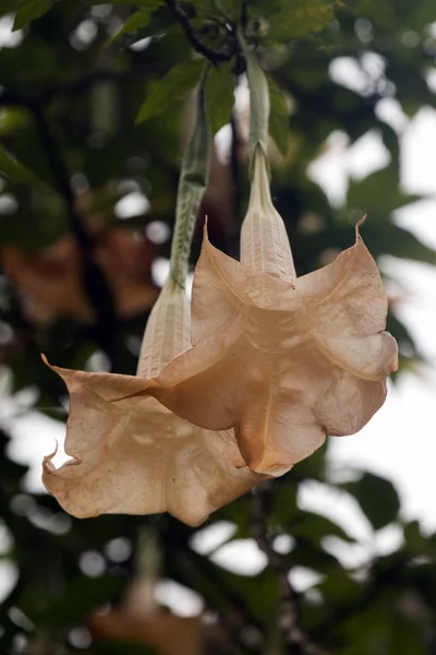 Brugmansia suaveolens Blüten — Stockfoto