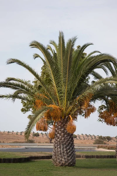 Date palm tree — Stock Photo, Image