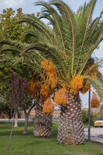 Dattelpalme — Stockfoto