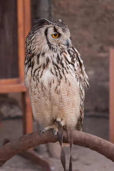 Horned Owl fågel — Stockfoto