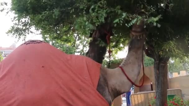 Верблюди їдять листя з дерева — стокове відео