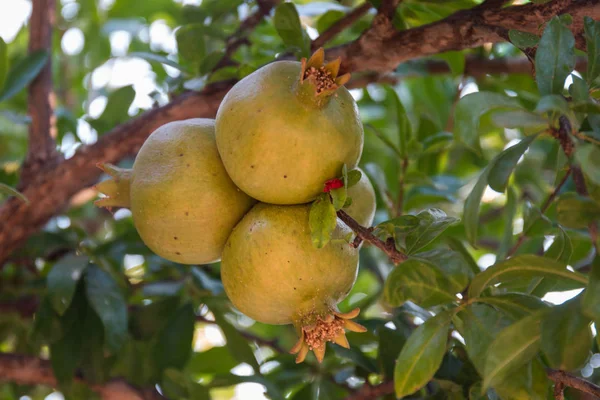 Fruta de granada en el árbol — Foto de Stock