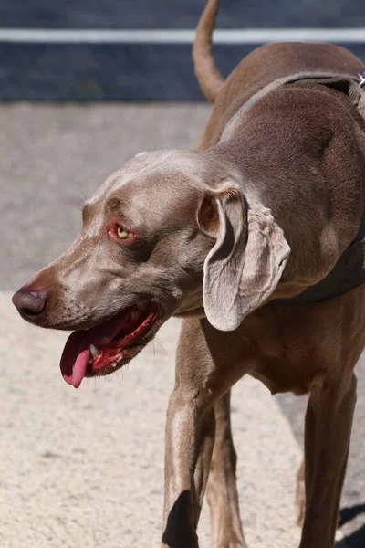 Kentsel yolda köpek yürüyüş — Stok fotoğraf