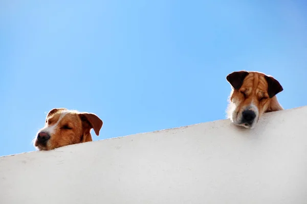 Dois cães atingindo o pico — Fotografia de Stock