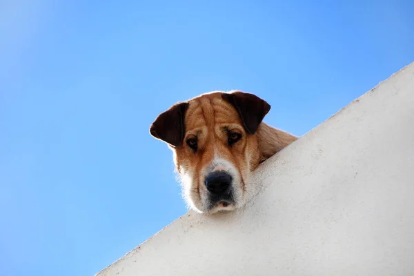 Cute dog peaking — Stock Photo, Image