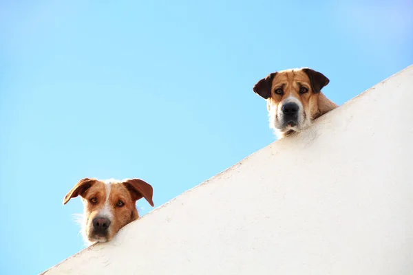 2 匹の犬がピーク — ストック写真