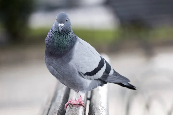 Bankta meraklı güvercin — Stok fotoğraf