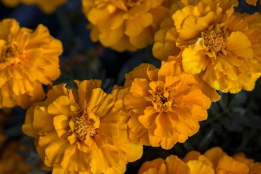 Sarı kadife çiçeği çiçek