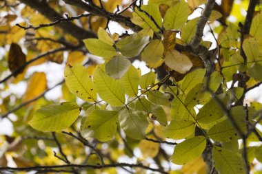 Sonbahar yaprakları şube