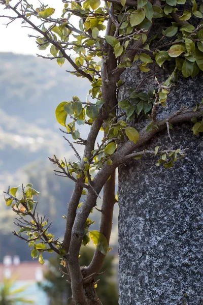 Bougainvillea plant curls in a pillar — Stock Photo, Image