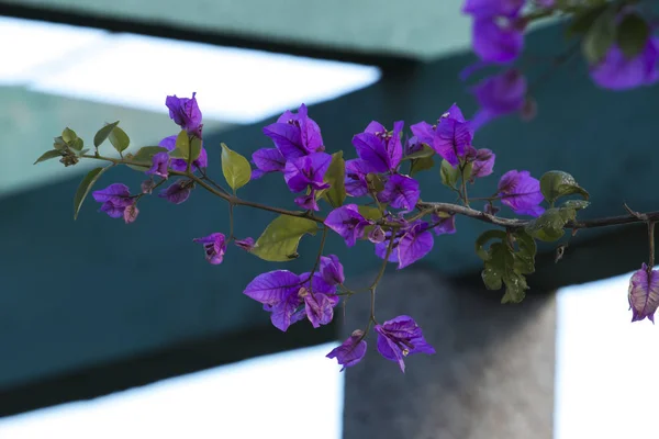 Purple bougainvillea plant branch — Stock Photo, Image