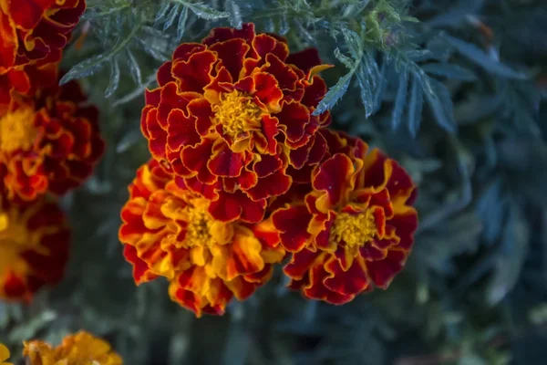 Flores de caléndula roja —  Fotos de Stock