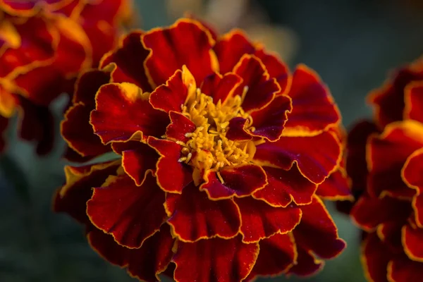 Flores de caléndula roja —  Fotos de Stock