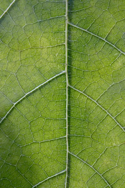 Veias de folha verde . — Fotografia de Stock