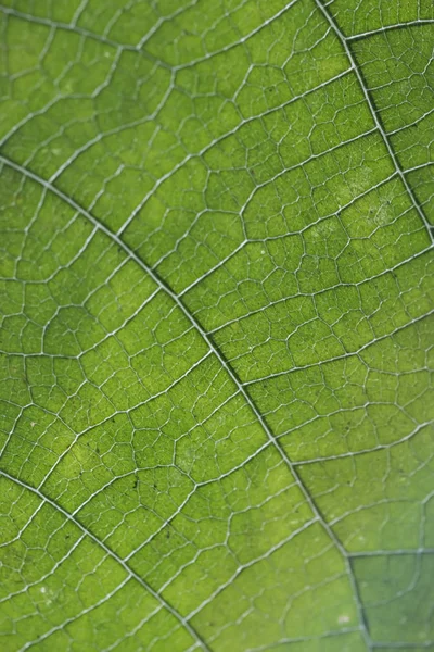 Veins of green leaf. — Stock Photo, Image