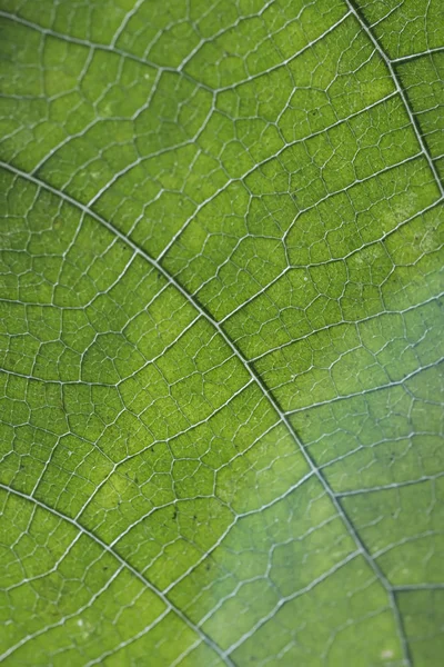 Вены из зеленого листа . — стоковое фото