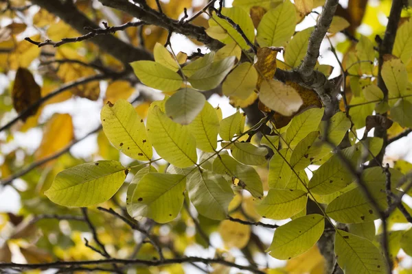 Höst löv gren — Stockfoto